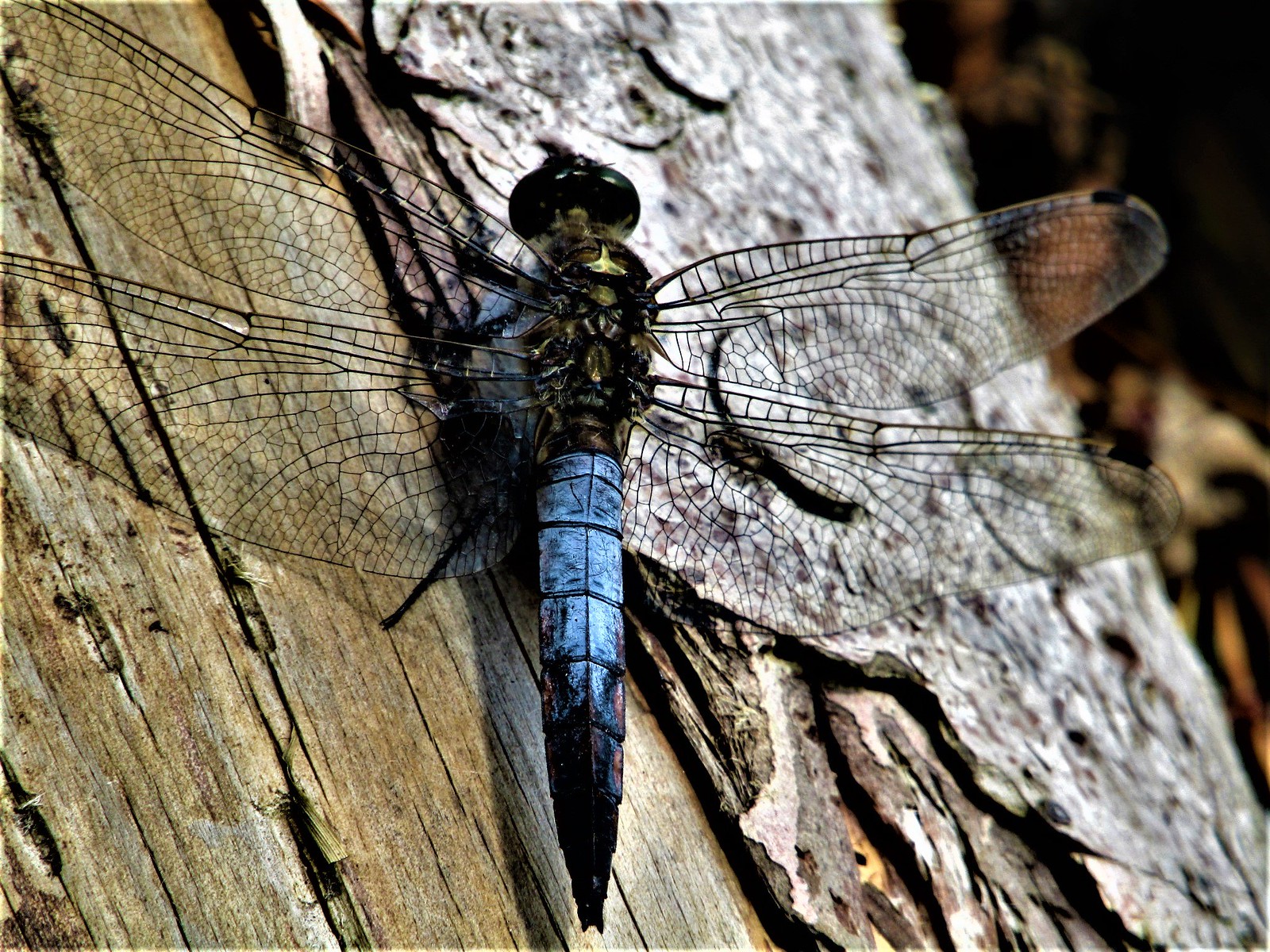 dragonfly / libelle