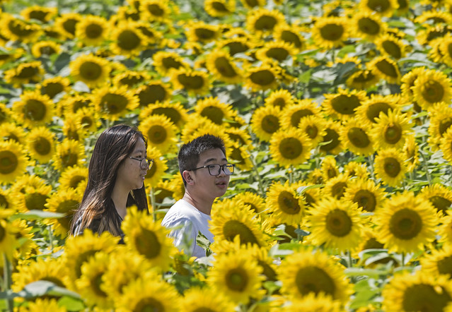 Teens with Sunflowers