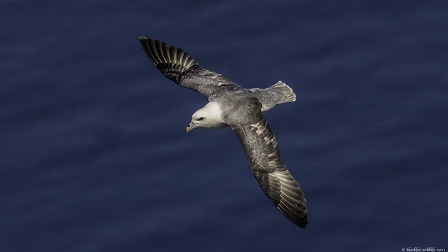 freddy the fulmar