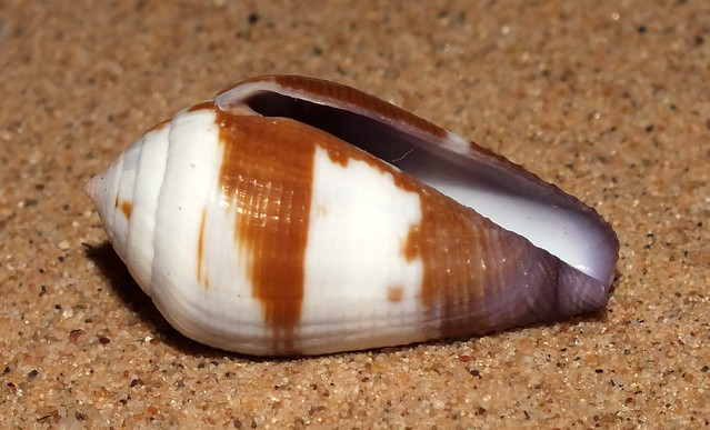 Coffee cone snail (Conus (Leporiconus) coffeae) under side