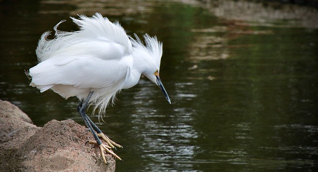 Snowy Egret - Ready to Launch