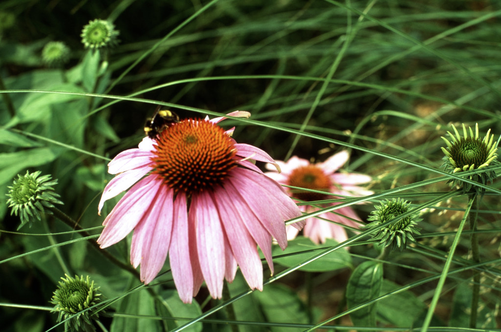 Bee and Cone Flower