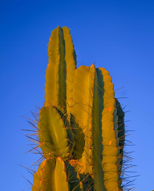 Saguaro Close Up