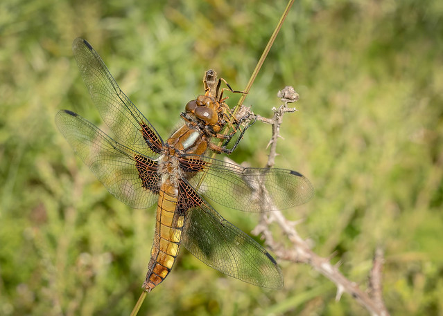Broad-bodied Chaser with hoverfly prey