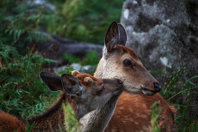 Deer Love, Glendalough, Wicklow, Ireland