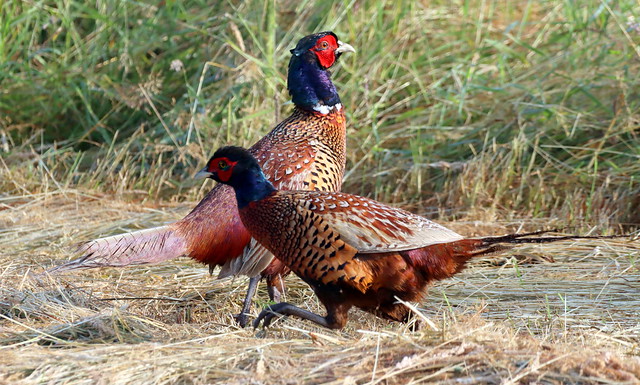 Pheasant Central