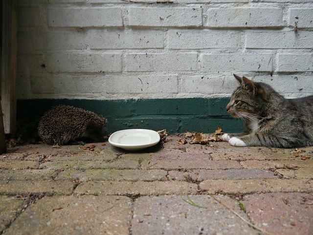 Hedgehog visits