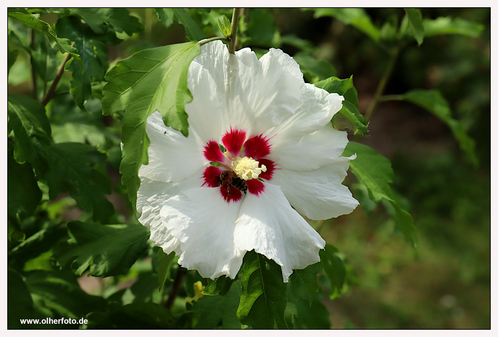 Hybiskus | Auch mein weißer Hybiskus hat nun seine Blüten ge… | Flickr