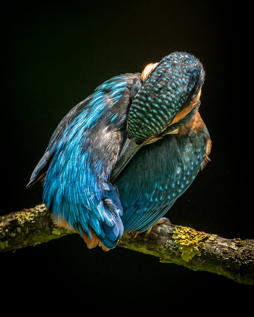 Sleepy Kingfisher