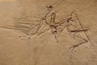 Original des 11. Exemplars Archaeopteryx aus der Urvogelfamilie (149,7 bis 149,4 MiJ)