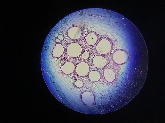 Pumpkin stem under a microscope - HSS!