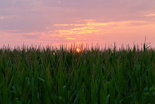 Corn in the sunset