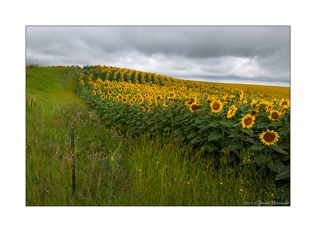 Sunflower Field - North Dakota
