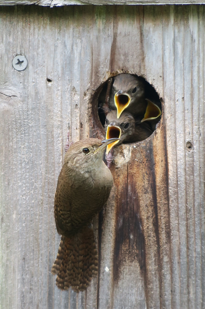 house wren at nest (Explored)