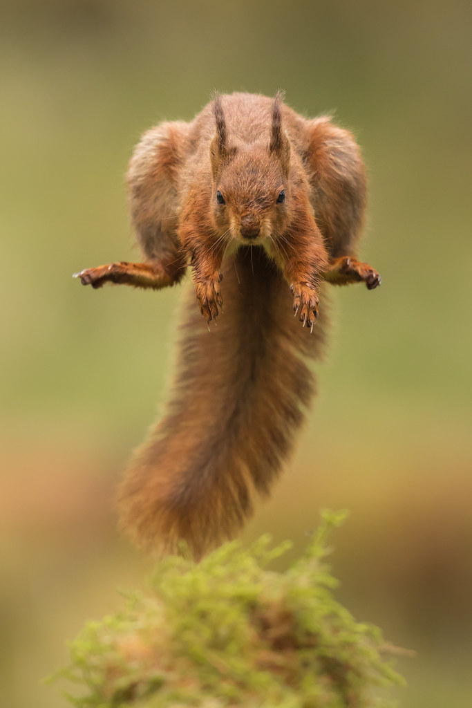 Leaping Red Squirrel