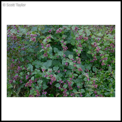 woodland chilternhills landscape fujix100v handheld photoshop astia soocjpeg lightroom fuji