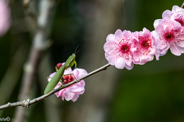 With our Cherry Blossoms in bloom and insects aplenty, Praying Mantis fancies its luck