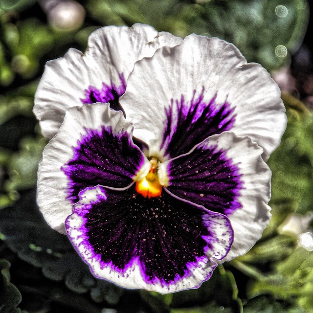 Sonnenberg Gardens & Mansion Historic Park ~ Canandaigua NY ~  Painted  Pansy