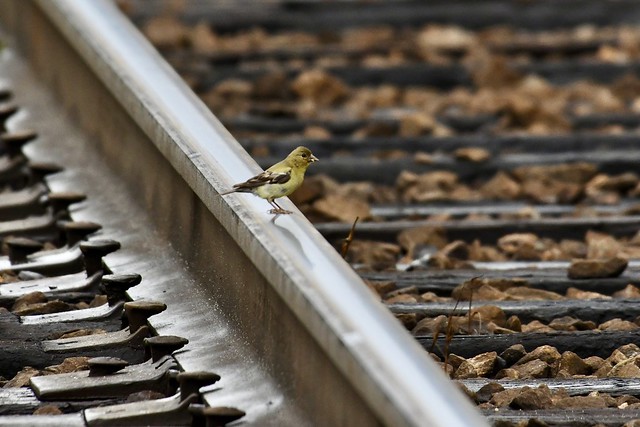 Goldfinch on the rails