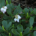 Flickr photo 'Arctostaphylos uva-ursi - Bearberry' by: pihlaviita.