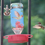 Hummingbirds at my Dad's 