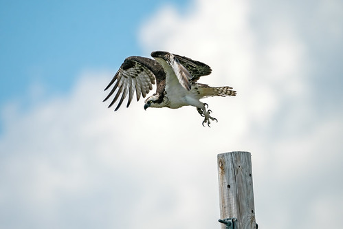 Up and Away! | by lennycarl08