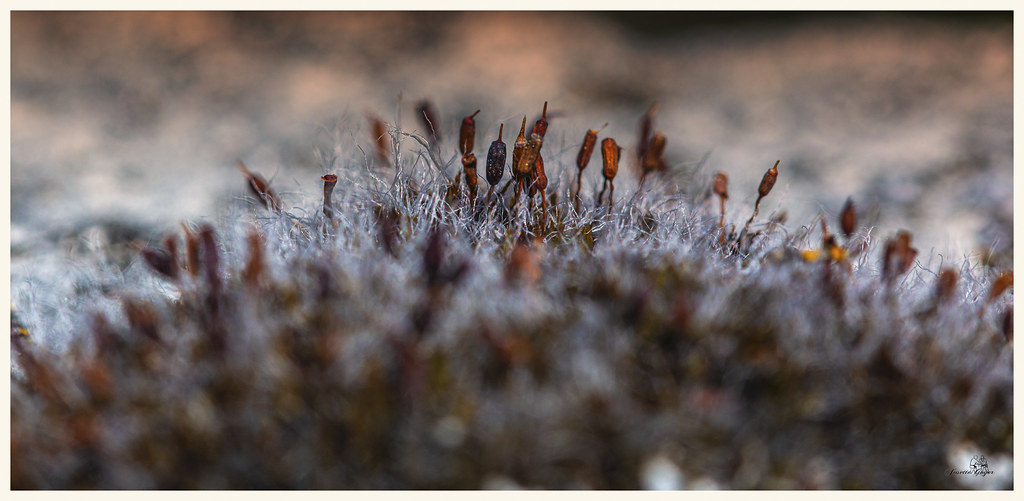 Sur la rambarde en béton d'un parking,  après les pluies, les lichens reprennent vie...