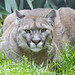 Puma/Cougar "Priya" - Pakawi Park - Belgium