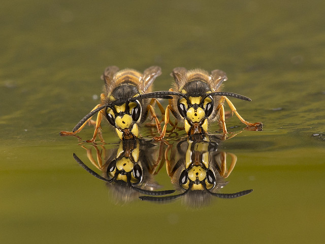 Wasp reflection.