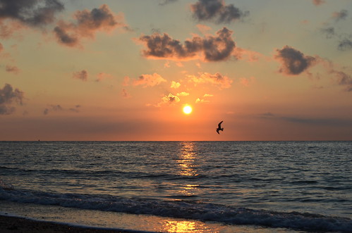 sunrise sun gull light morning sea seaside seashore seascape seagull seabird reflection reflectionsinwater reflet