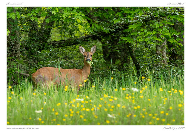 Le chevreuil | Roe deer