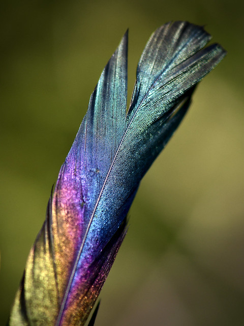 Iridescent Black-Billed Magpie (Pica hudsonius) Feather Found in Early Sunlight