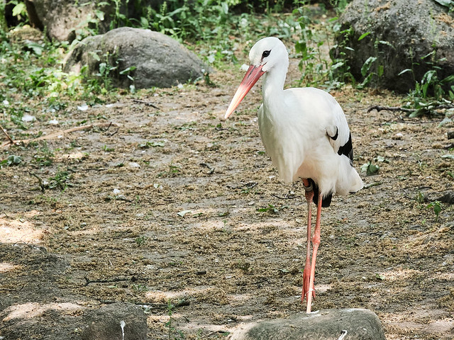 White stork living in Copenhagen Zoo