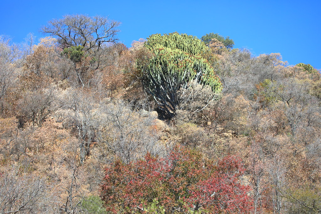Landscape. Pilanesberg Game Reserve. South Africa. Jun/2021
