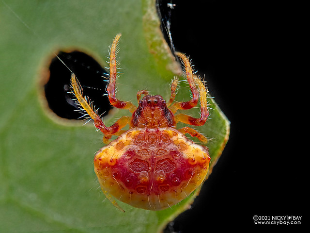 Orb weaver spider (Cyrtarachne sp.) - P7050653