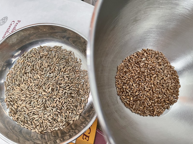 Rye vs. Hard Red Spring Wheat