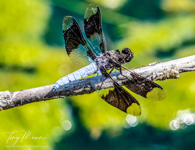 Adult male Common Whitetail Dragonfly (Libellula lydia)