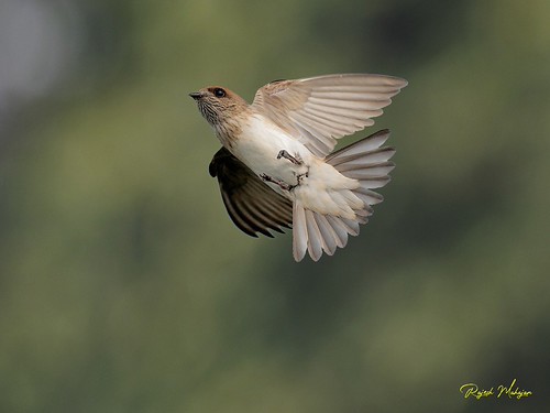 Streak throated swallow in flight 8 August, 2021 Kapurthala  EM1X 300f4Pro 1/2500sec, f 4, ISO200 | by drrajeshmahajan