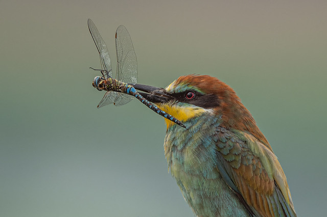 bee eater and its catch