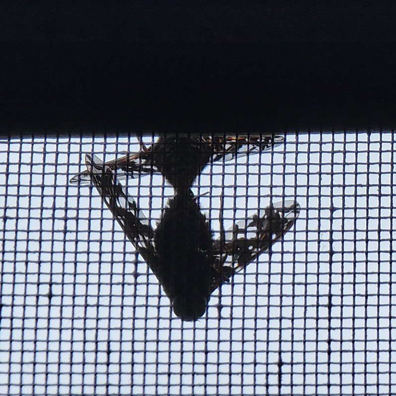 Mating pair of *Xenox tigrinus*, tiger bee fly, outside my porch screen, August 2021