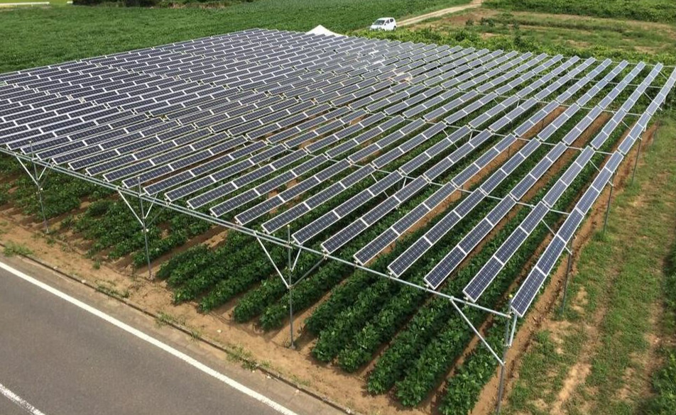 千葉市民能源公司於2014年，以公民電廠形式發起的第一個營農型光電案場，以種植大豆為主。照片來源：千葉縣能源公司網站