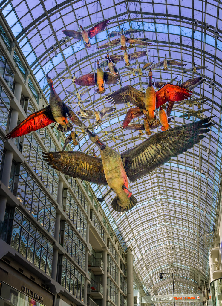 Canada geese Flight Stop, Michael Snow, at Shopping, stores, consumerism,  at Eaton Center in downtown Toronto, Ontario, Canada, North America Stock  Photo - Alamy 