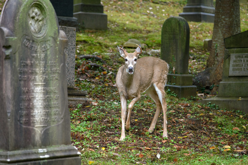 Cemetery Deer