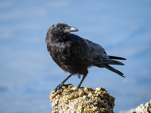 crow eating small fish