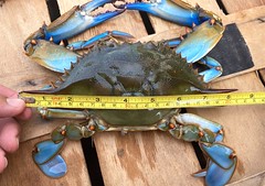  Photo of 8-inch blue crab being measured