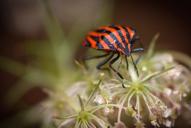 Minstrel Bug aka Striped Bug  