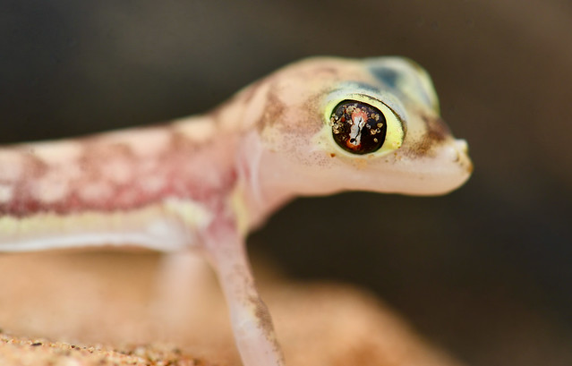 Namib Dune Gecko
