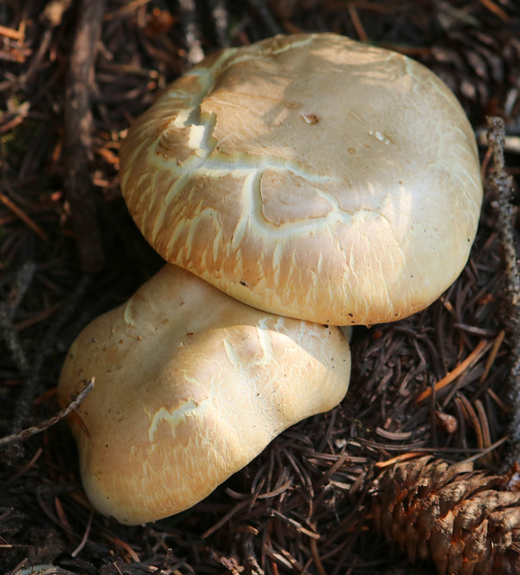 Wild Mushroom Reference #45
