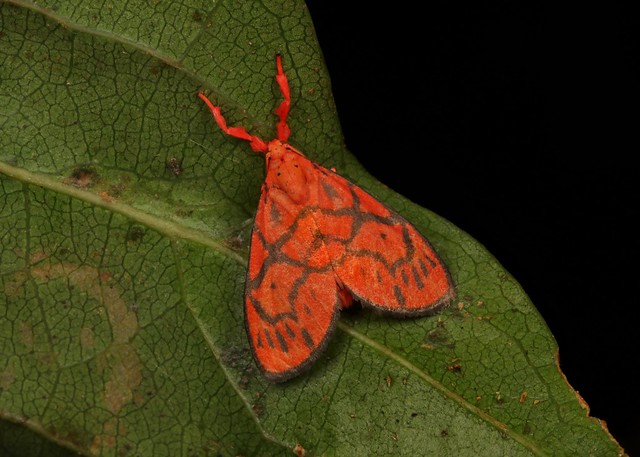 Footman Moth (Ammatho (formerly Miltochrista) convexa, Lithosiini, Arctiinae, Erebidae)