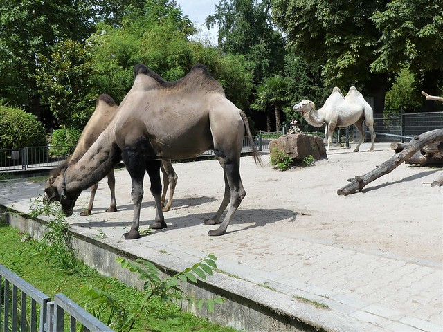 Zoo Heidelberg